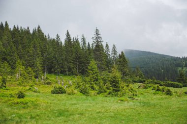 Yazın Ukrayna 'daki Karpat Dağları. Gorgany aralığı