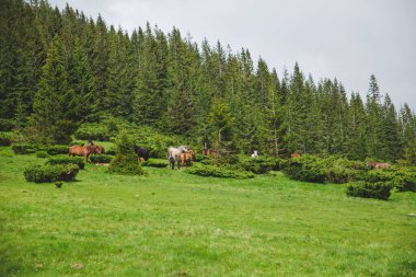 Yazın Ukrayna 'daki Karpat Dağları Vadisi' nde arka planda atlar vardı. Gorgany aralığı