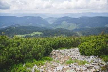 Yazın Ukrayna 'daki Karpat Dağları. Gorgany aralığı