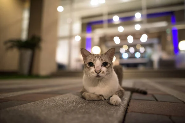 Retrato Gato Rua Bonito Cabelos Curtos Livre Noite Olhando Redor — Fotografia de Stock