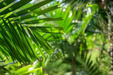 Taze yeşil tropikal palmiye yaprakları açık havada güneş ışığıyla aydınlatılır.