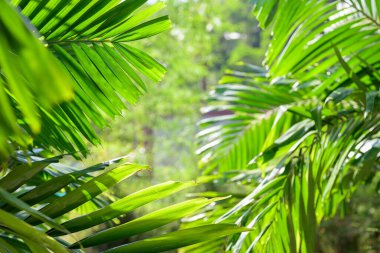 Taze yeşil tropikal palmiye yaprakları açık havada güneş ışığıyla aydınlatılır.