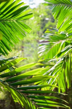 Taze yeşil tropikal palmiye yaprakları açık havada güneş ışığıyla aydınlatılır.