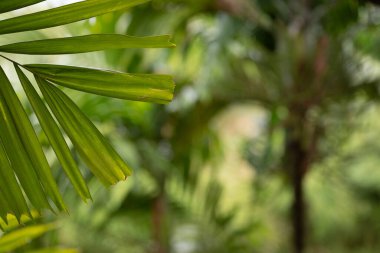 Açık havada yağmurlu bir günde aydınlanan taze yeşil tropikal palmiye yaprakları.
