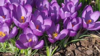 Bal arısı crocus üzerinde