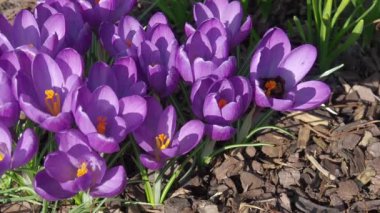 Bumblebee iş başında