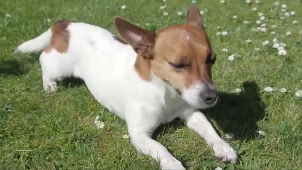 Jack russell terrier på gräs — Stockvideo