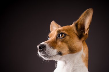 Bir Jack Russell Terrier yakın çekim