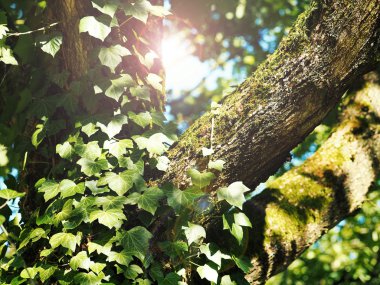 Ivy ve moss ile eski bir ağacının ayrıntı