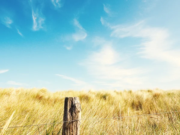 Dune fű, kék sky — Stock Fotó