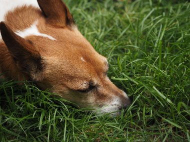 Yeşil bir çayırda uyuyan Jack Russell Terrier portresi