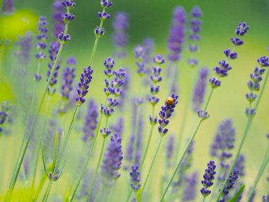 Lavandula angustifoli tarlasında doğal yaz arkaplanı olarak kullanılan küçük uğur böceği Coccinellidae.