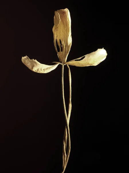 Vieille Tulipe Jaune Flétrie Sur Fond Sombre Beauté Passée Avec — Photo