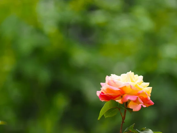 Beautiful Single Rose Green Blurred Natural Background Space Text — Stock Photo, Image