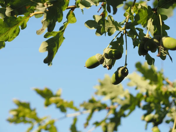 oak tree with young acorns in front of a blue sky, growth concept
