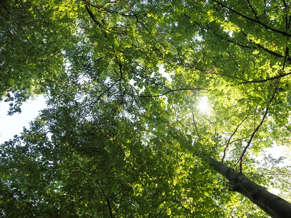 Vue Sur Cime Des Arbres Avec Soleil Comme Contre Jour — Photo