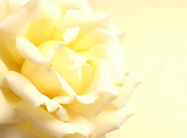 Beautiful Yellow Rose Yellow Background Space Text — Stock Photo, Image
