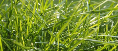 Çimen ya da çayır panoramik arkaplan sabah arkaplanı, doğal başlık ya da metin için alanı olan afiş