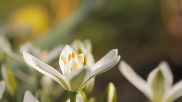 Fechar Bela Flor Primavera — Fotografia de Stock