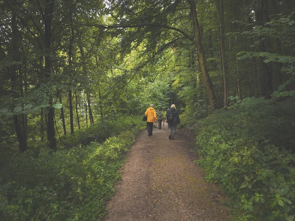 Groupe Randonnée Dans Une Vieille Forêt Mixte Jour Pluie Activité — Photo