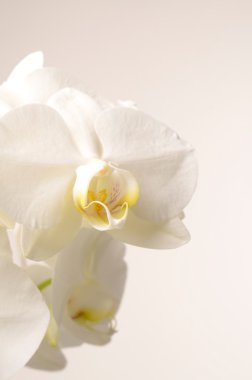 Beyaz Orkide