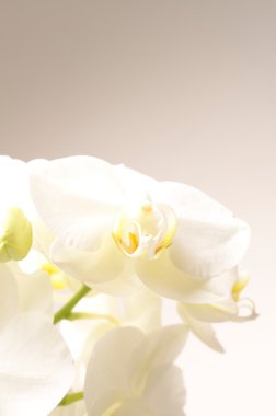 Beyaz Orkide