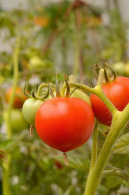 Taze domates domates bitki