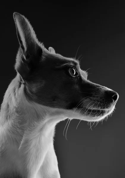 Jack Russell Terrier — Stock Photo, Image