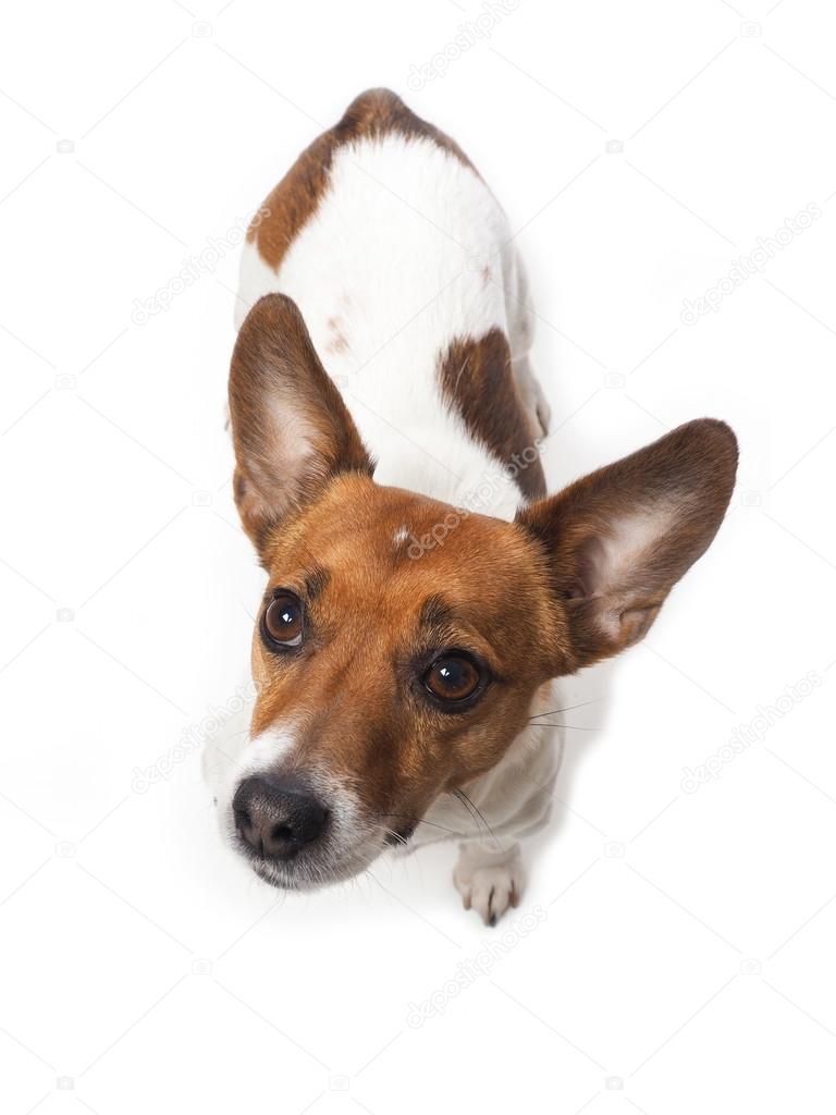 Cute Jack Russell Terrier