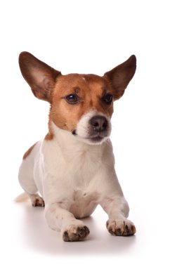 Jack Russell Terrier 'in Portresi