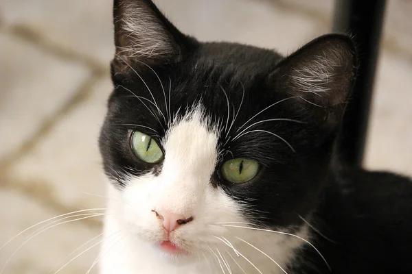 Retrato de gatinho bonito — Fotografia de Stock