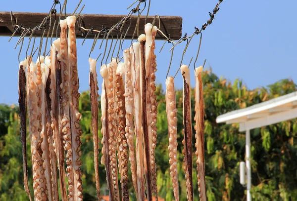 Los tentáculos del pulpo se secan al sol — Foto de Stock