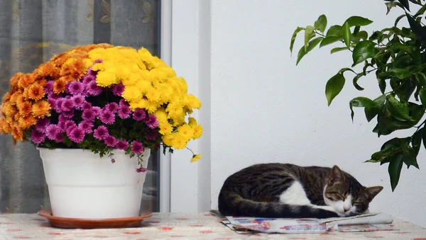 Γάτα κοιμάται κοντά σε όμορφα λουλούδια — Φωτογραφία Αρχείου