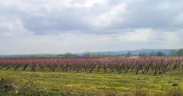 Blühender Pfirsichgarten im Frühling — Stockfoto