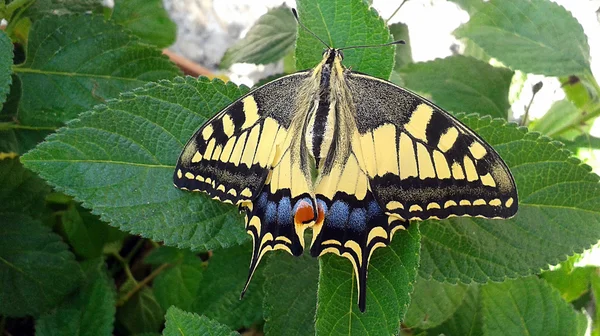 Uma bela borboleta de rabo de andorinha tigre oriental — Fotografia de Stock