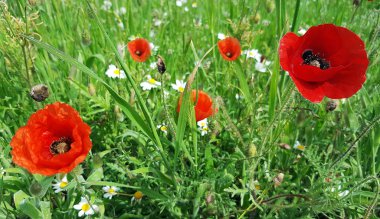 Yeşil alanda kırmızı gelincik çiçekleri