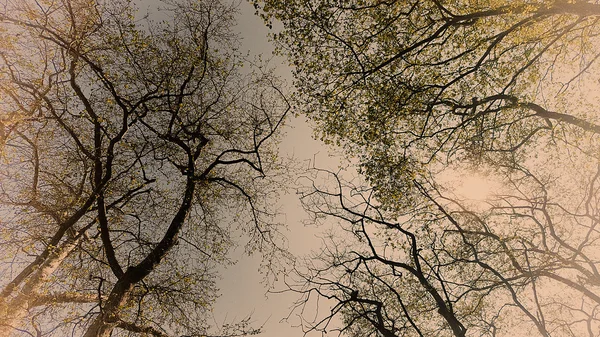 Jarní slunce prosvítající korunách vysokých stromů — Stock fotografie