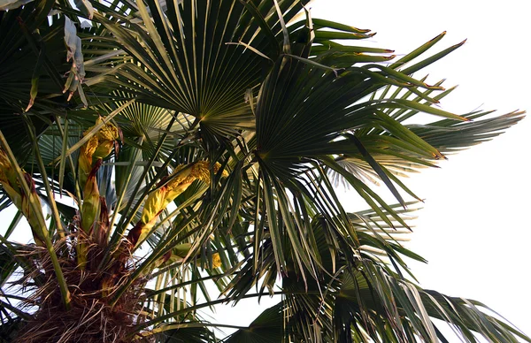 Under palm tree — Stock Photo, Image