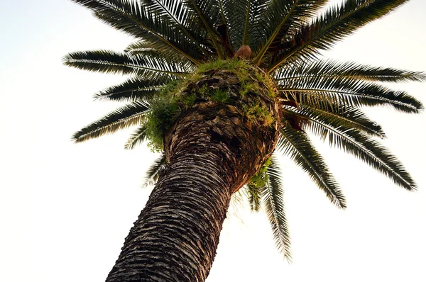 Under palm tree — Stock Photo, Image