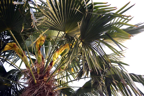 Sous le palmier — Photo