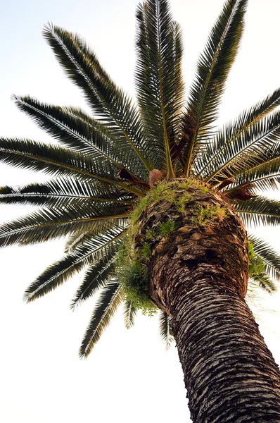 Bajo la palmera — Foto de Stock