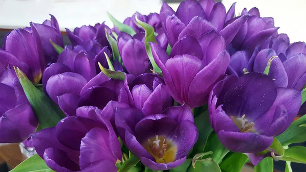 Manojo de tulipanes violetas — Foto de Stock