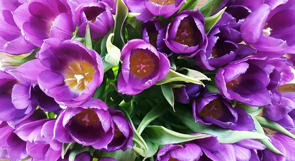 Fondo de tulipanes violeta primer plano — Foto de Stock