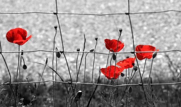 Amapolas rojas silvestres —  Fotos de Stock