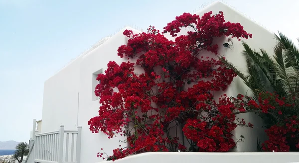 Um edifício branco com belas flores bougainvillea — Fotografia de Stock