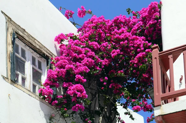 Vecchia finestra su un edificio bianco con bellissimi fiori bouganville — Foto Stock