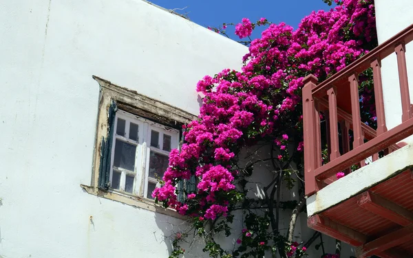 Vecchia finestra su un edificio bianco con bellissimi fiori bouganville — Foto Stock