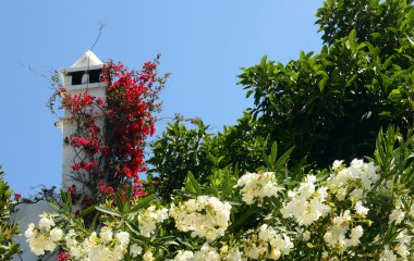 Beyaz çiçek açan çiçekler Bacalı