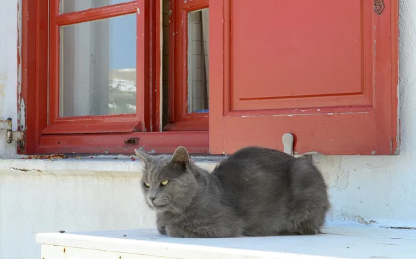 Beau chat gris est assis devant une vieille fenêtre — Photo