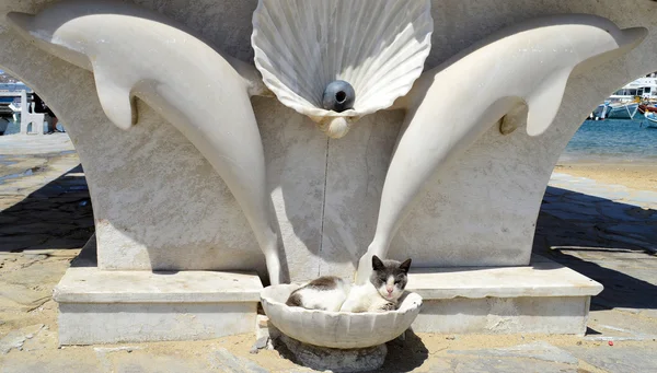 A nice cat sleeps in a marble sheell — Stock Photo, Image